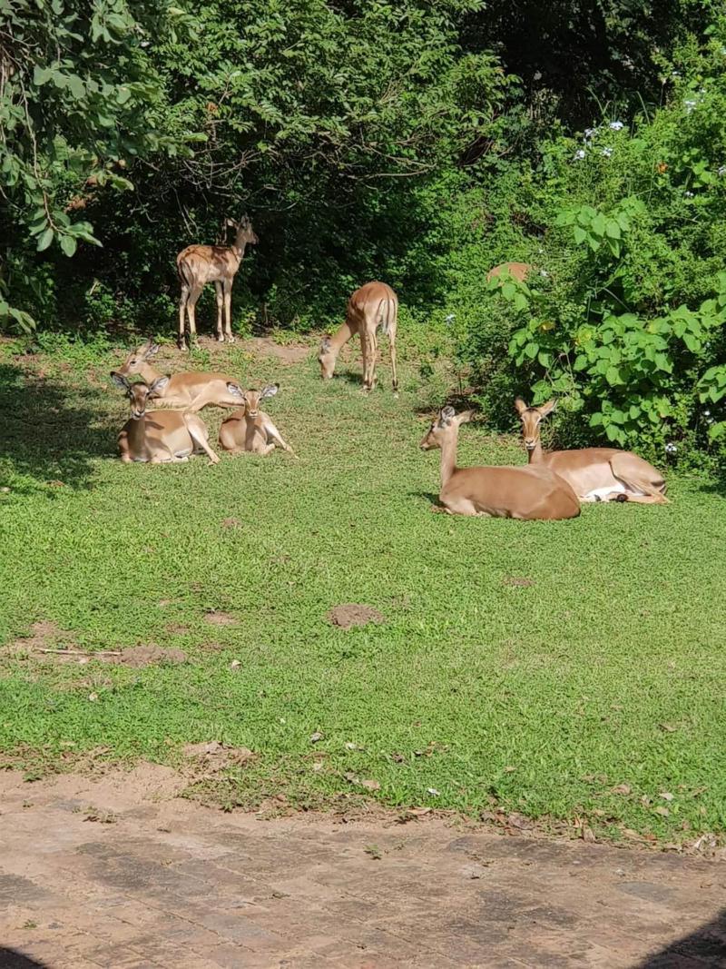 Kruger Park Lodge unit No. 277 image