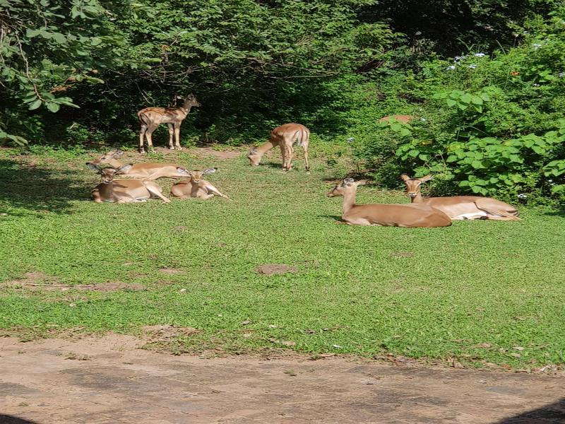 Kruger Park Lodge unit No. 277 image