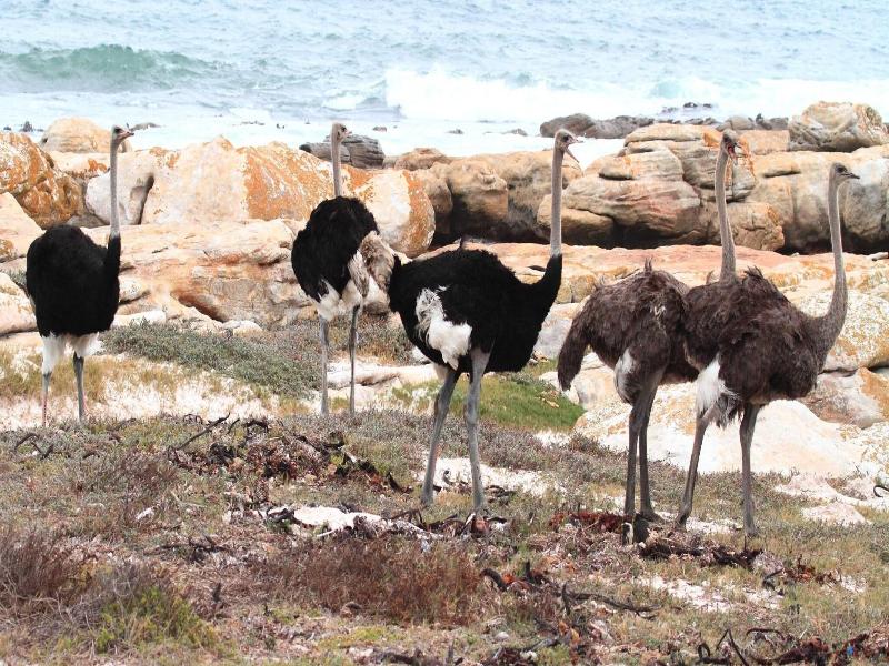 Albatross Guest House image