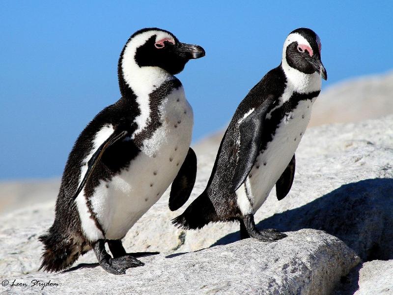 Albatross Guest House image