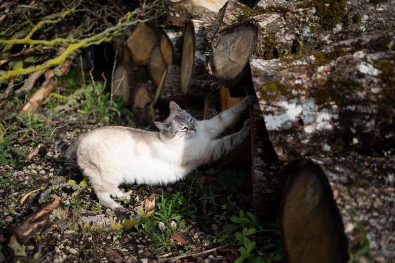 Le Chat Blanc image