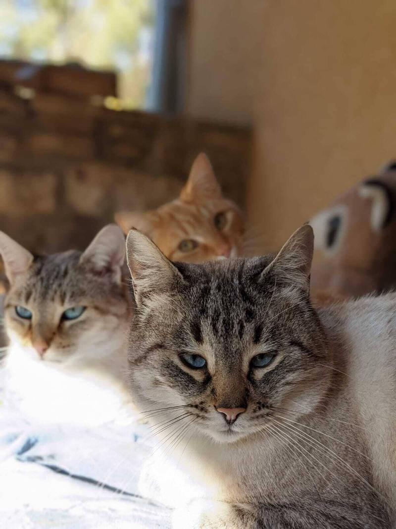 Le Chat Blanc image