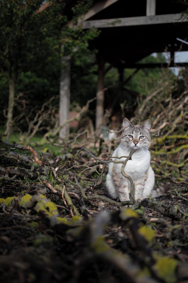 Le Chat Blanc image
