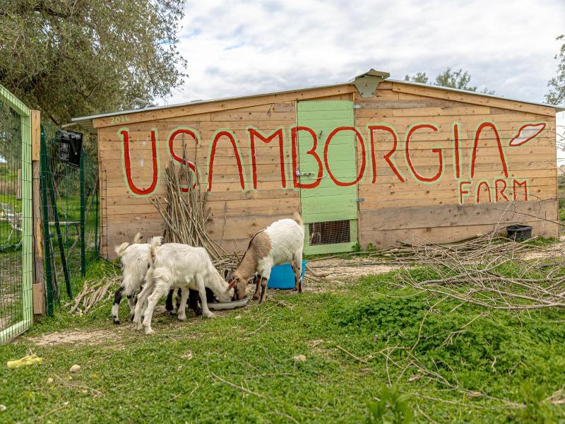 Masseria Usamborgia image