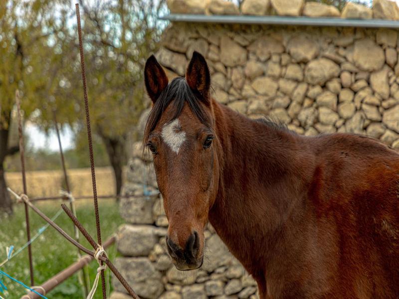 Masseria Usamborgia image