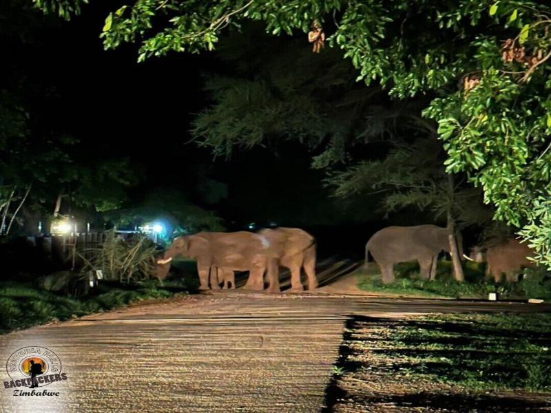 Victoria Falls Backpackers image