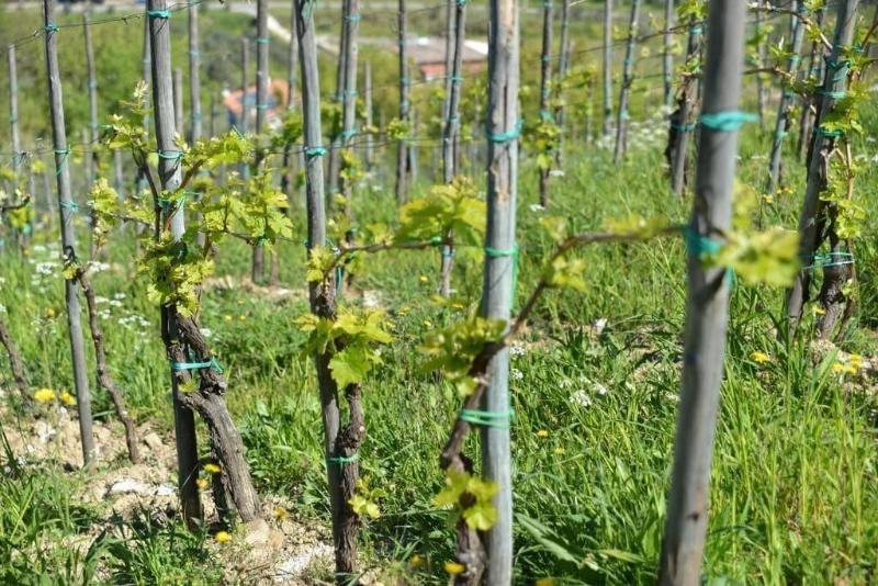 La Locanda Di Campagna image