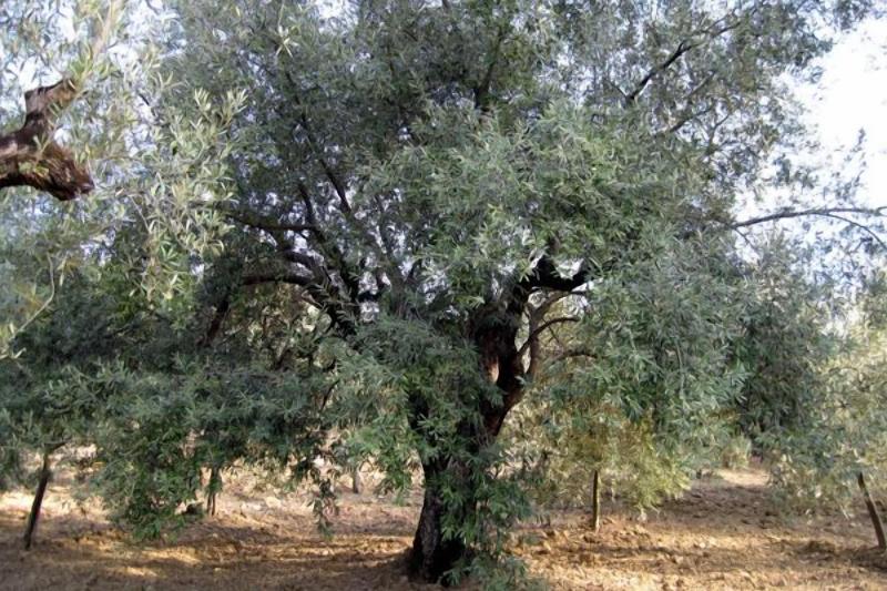 La Locanda Di Campagna image