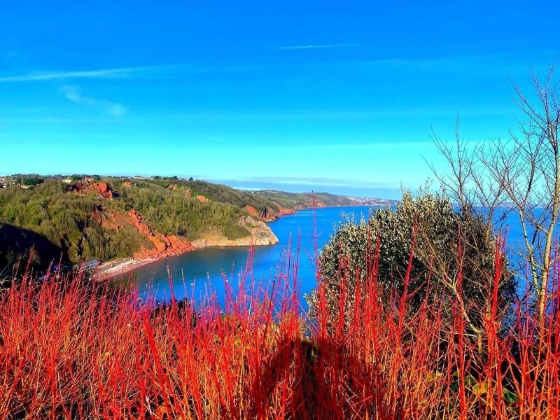 Babbacombe Palms image