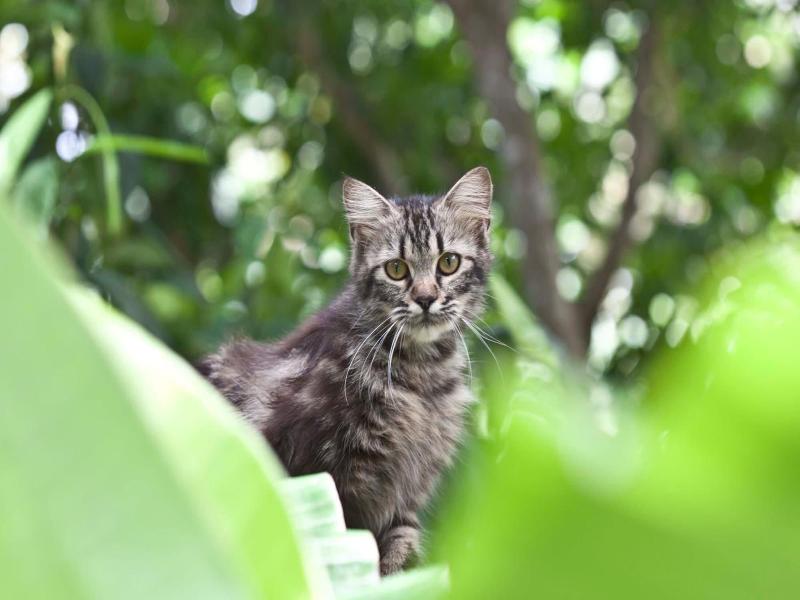 Timbis Homestay Bali image