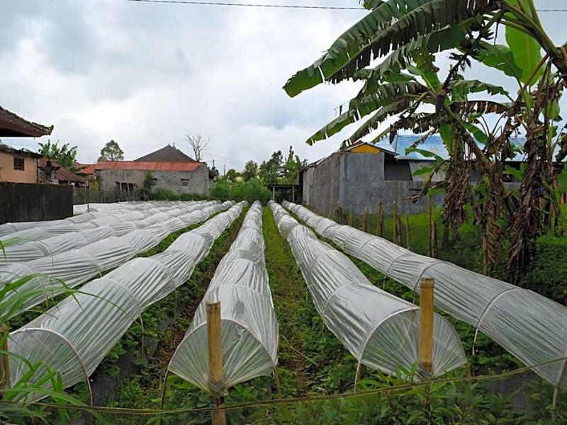 Dajan Buyan Homestay image
