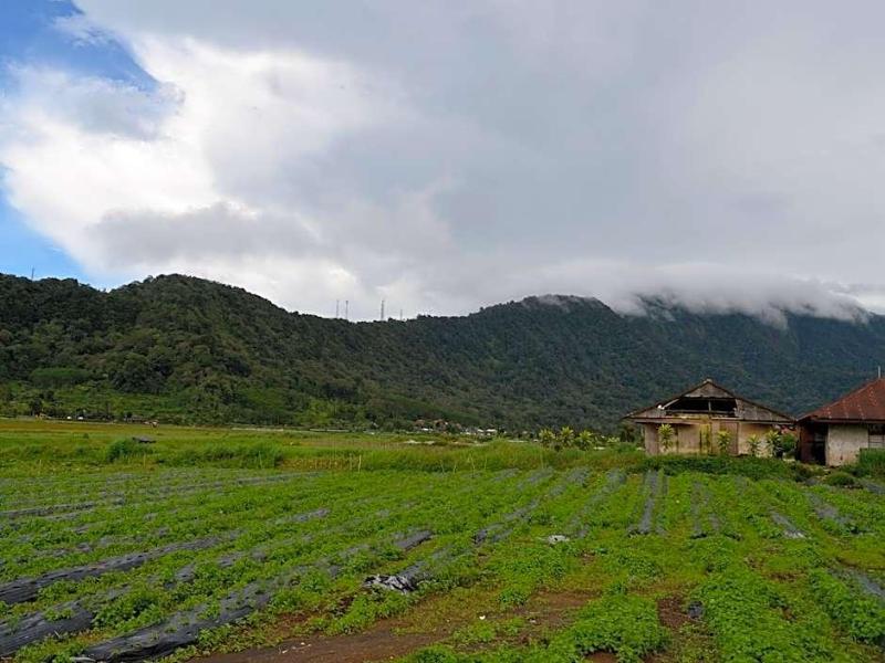 Dajan Buyan Homestay image