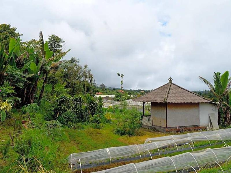 Dajan Buyan Homestay image