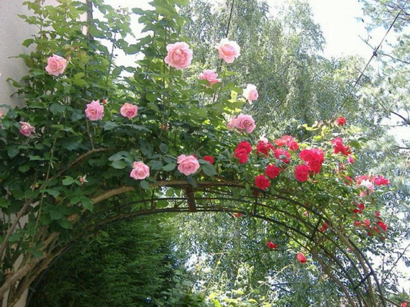 Flame Flowers Homestay image
