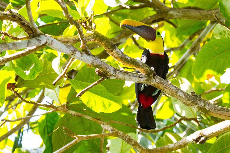 Lapa Rios Lodge image