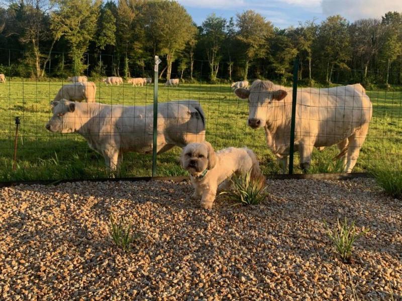 Brit Hotel Lannion-Perros image