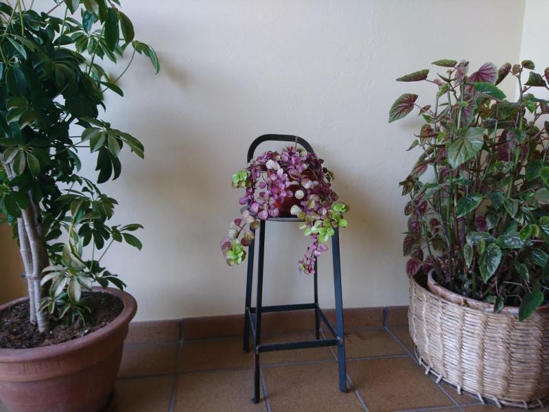 Posada El Jardín image