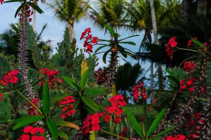 Trancoso Residence image