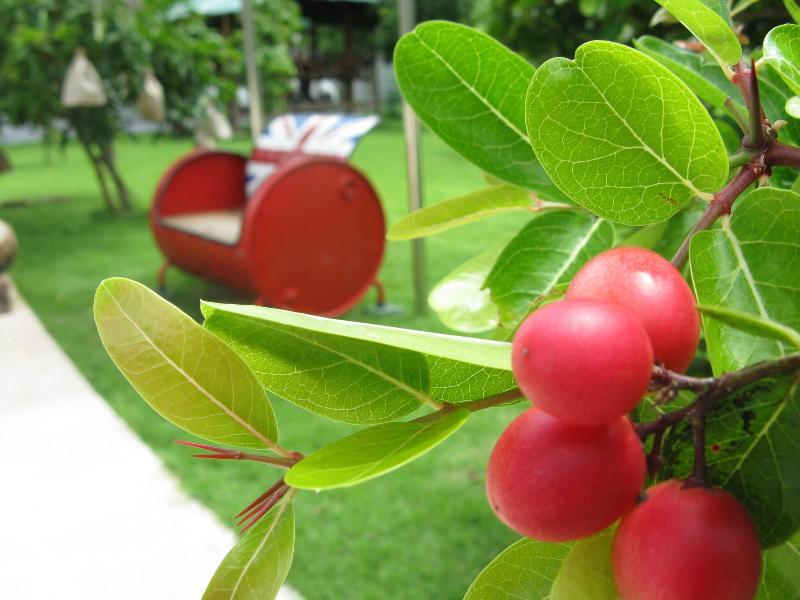 Baan Suan Khun Yaiy Nakhon Nayok image