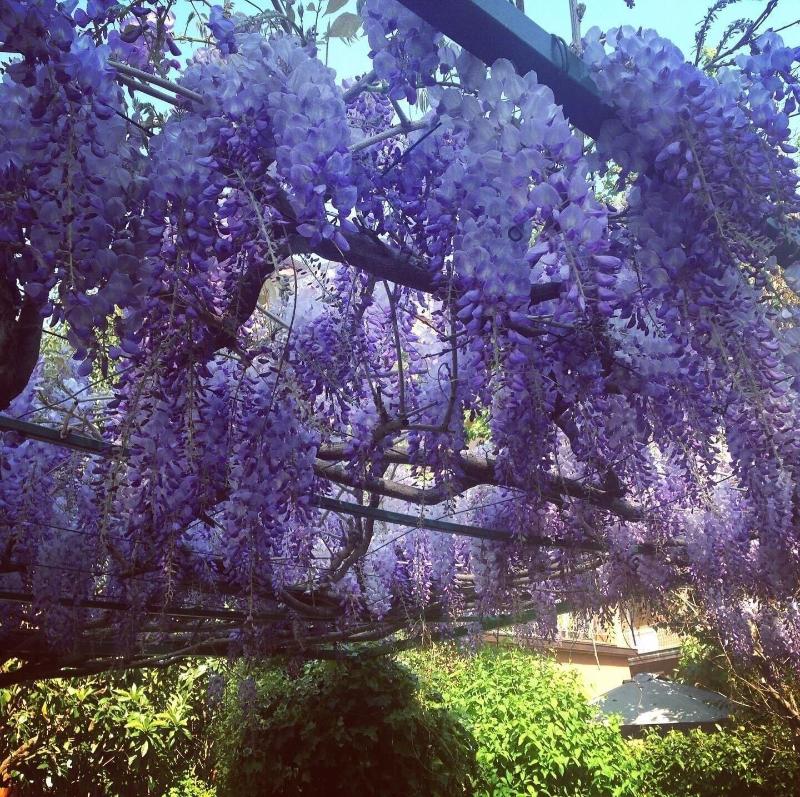Il Giardino nel Parco R&B image