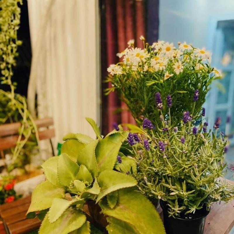 Haiphong Backpacker Hostel image