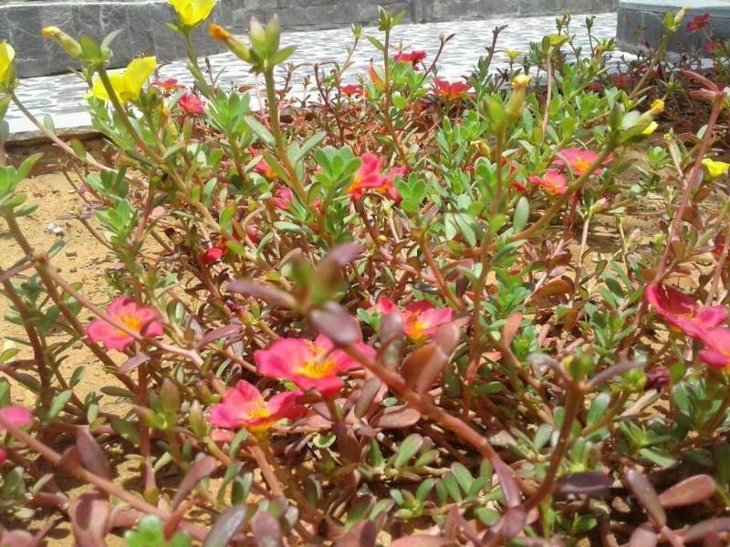 Nhat Huy Bungalow image