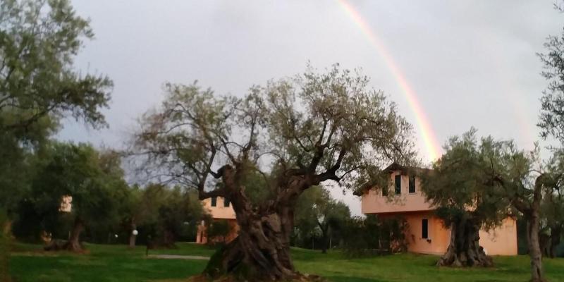 La Piana Degli Ulivi image