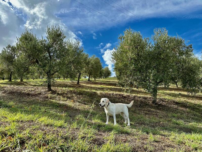 Agriturismo Costa Etrusca image