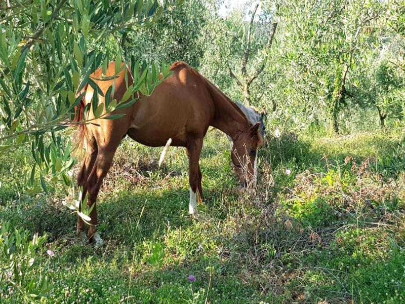Agriturismo Costa Etrusca image