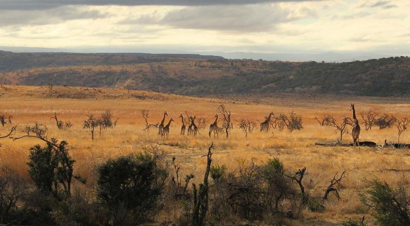 Nambiti Plains Private Game Lodge