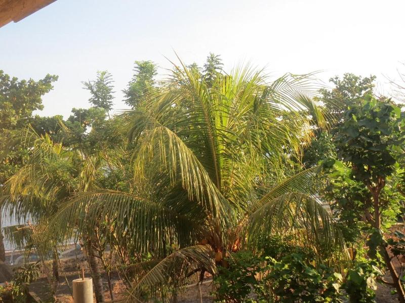 Amed Sari Beach Guesthouse image