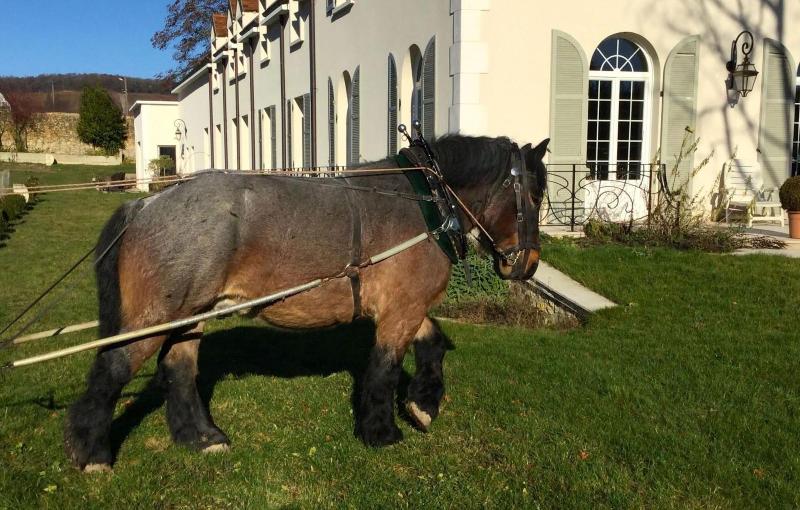 Domaine Le Clos Des Belvals — photo 4