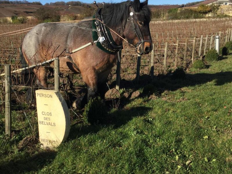 Domaine Le Clos Des Belvals — photo 5