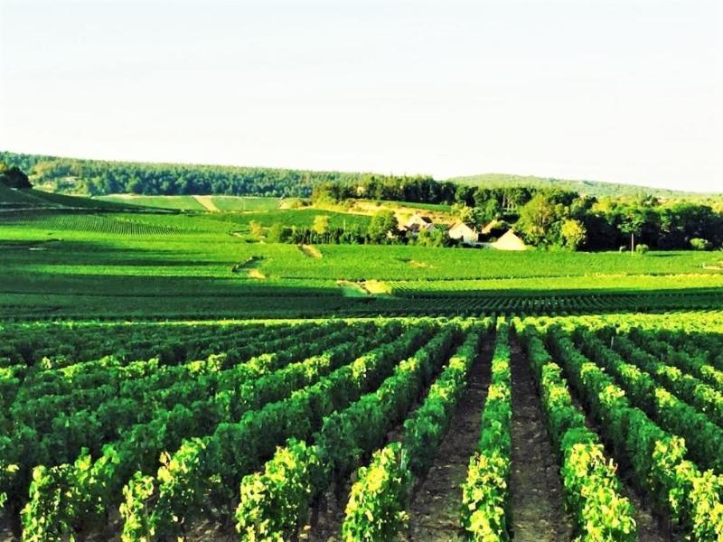 Domaine Pont Juillet image