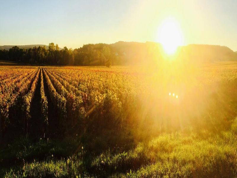 Domaine Pont Juillet image