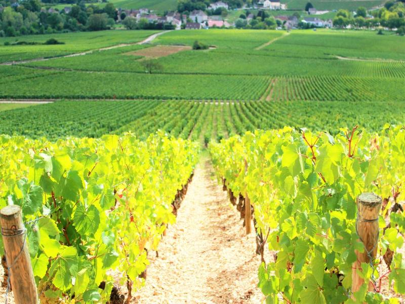 Domaine Pont Juillet image