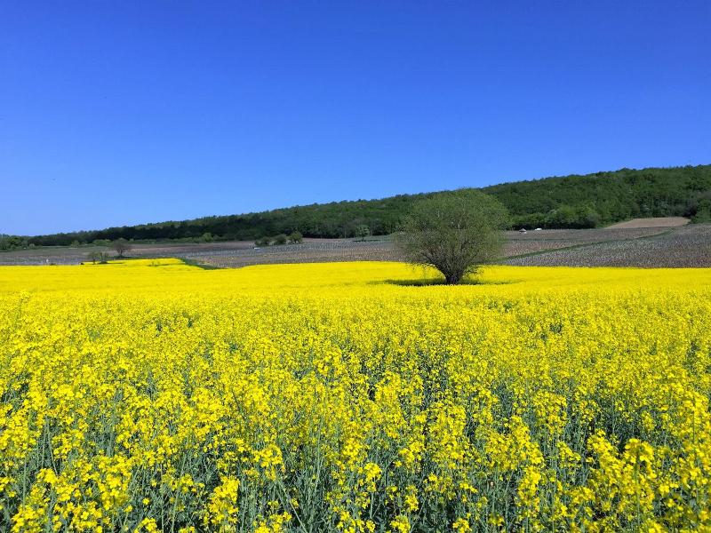 Domaine Pont Juillet image
