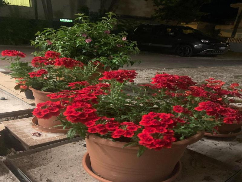 Hotel Migani Spiaggia image
