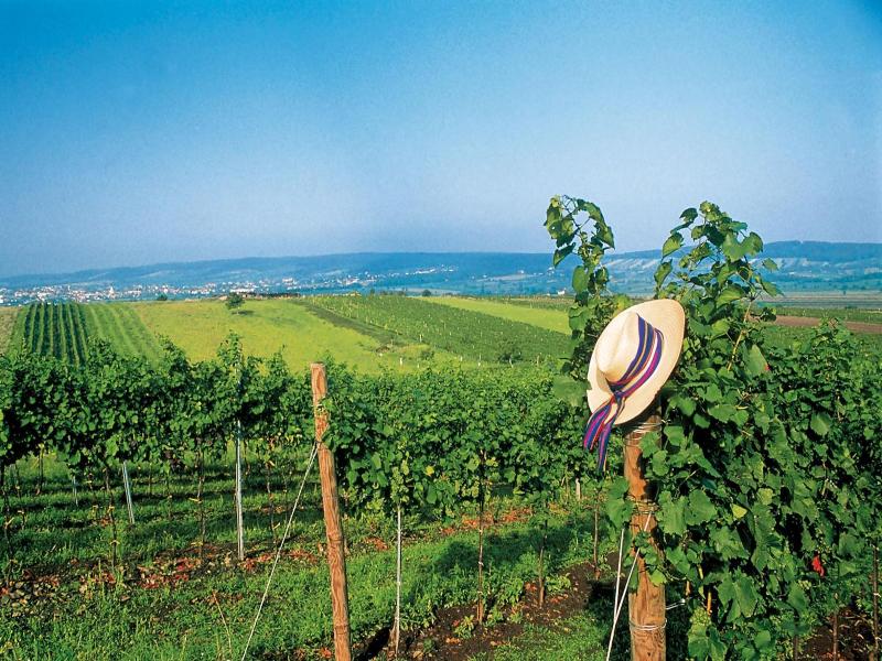 Panoramahof Loipersdorf image