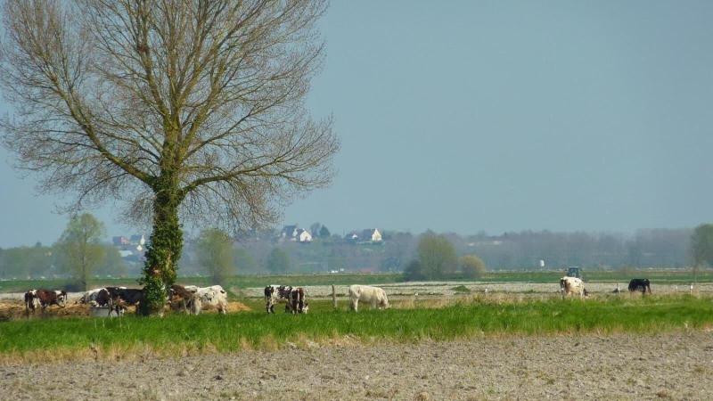 Les Vieilles Digues image