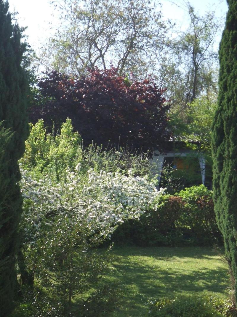 La Rose Tremiere image