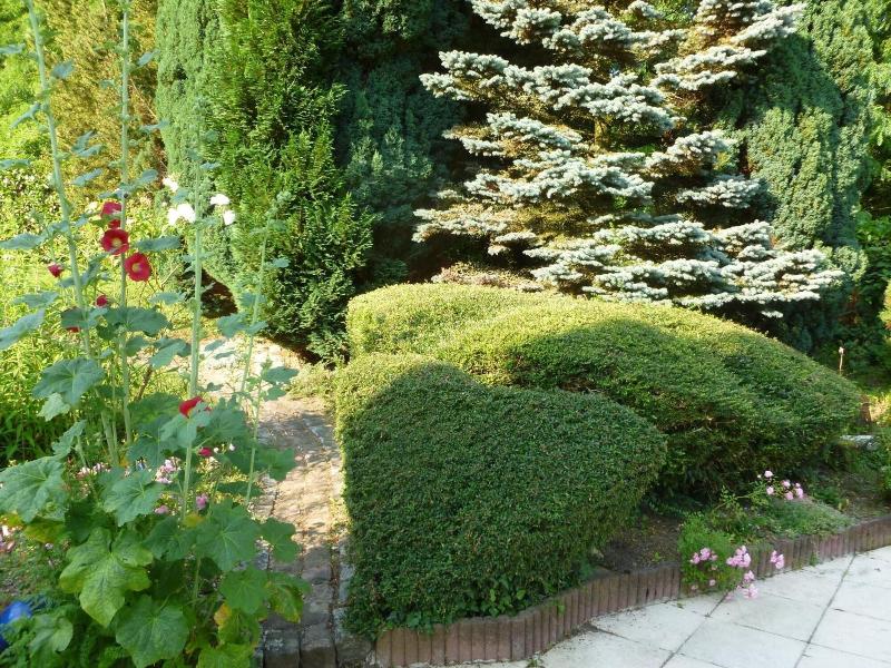 La Rose Tremiere image