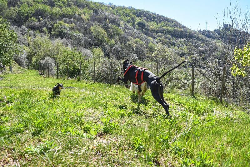 Al Podere image