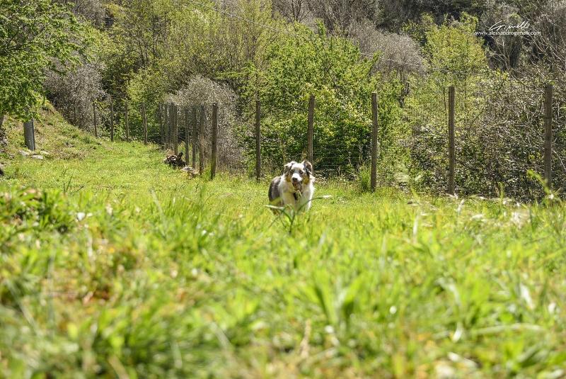 Al Podere image