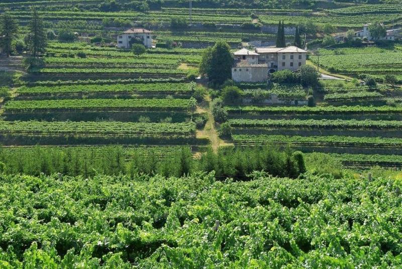 B&B La Betulla image