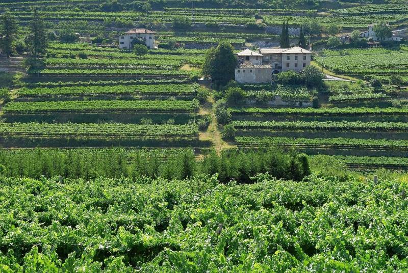 B&B La Betulla image
