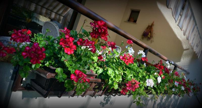 B&B La Betulla image