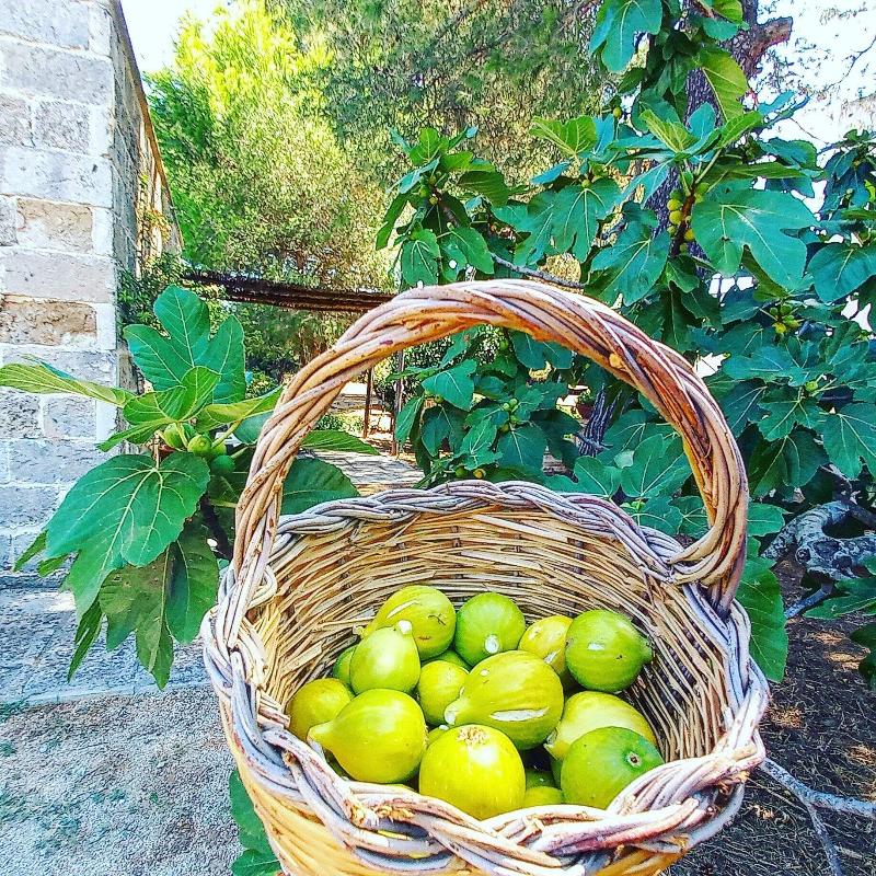 Masseria Fracchicchi image