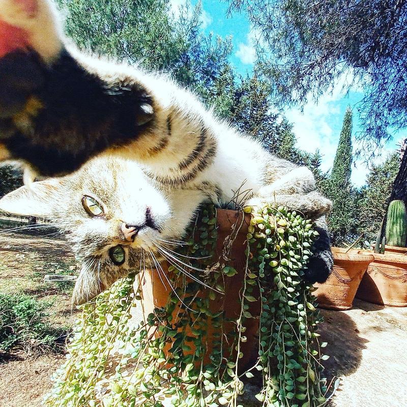 Masseria Fracchicchi image