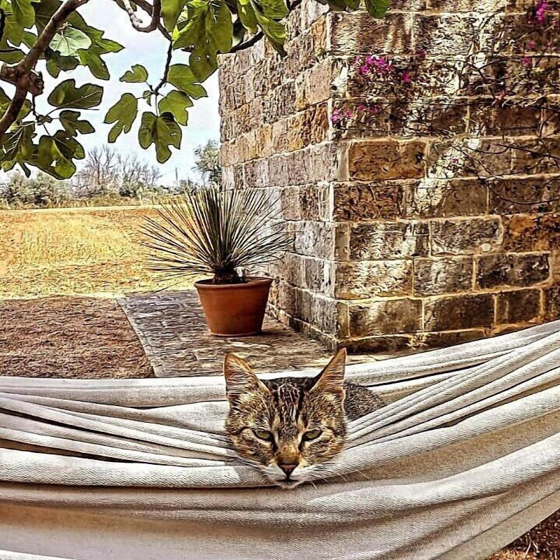 Masseria Fracchicchi image